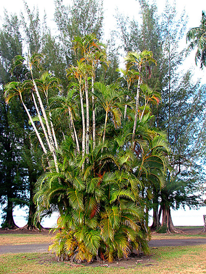 Dypsis lutescens