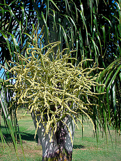 Dypsis madagascariensis