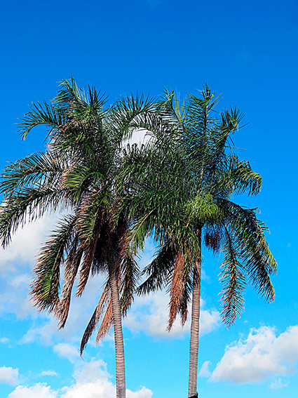 Dypsis madagascariensis