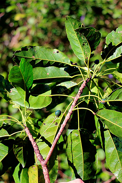 Elaeocarpus floridanus