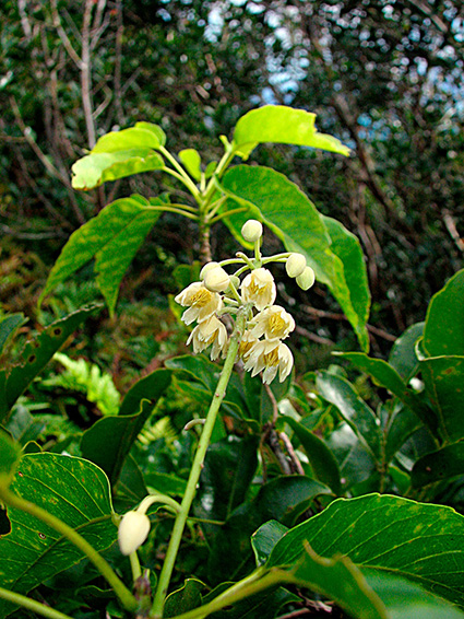Elaeocarpus floridanus
