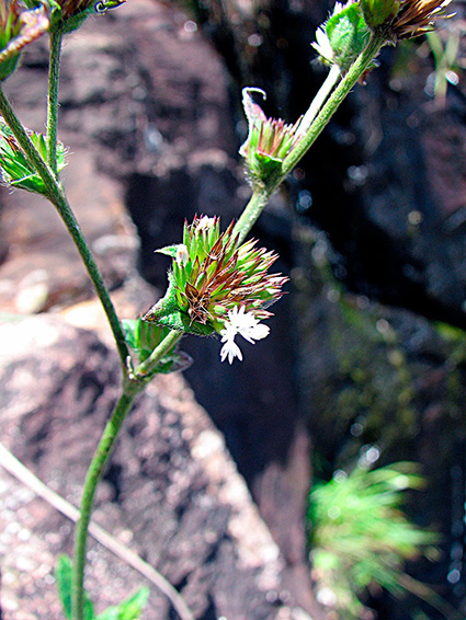 Elephantopus mollis