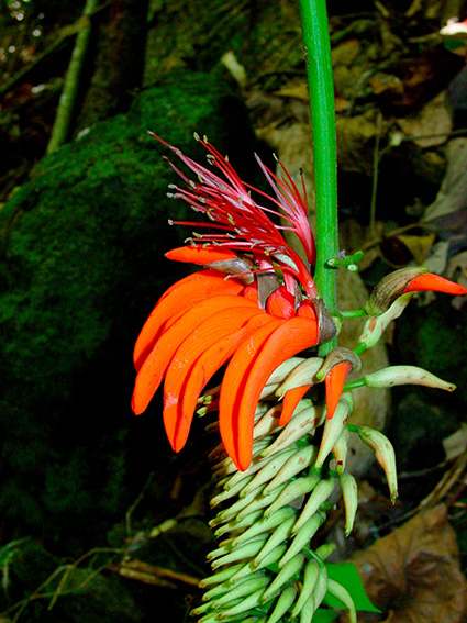 Erythrina variegata