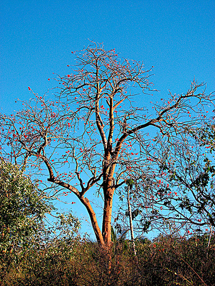 Erythrina variegata