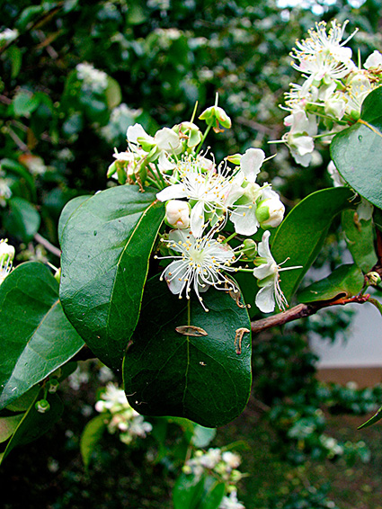 Eugenia uniflora