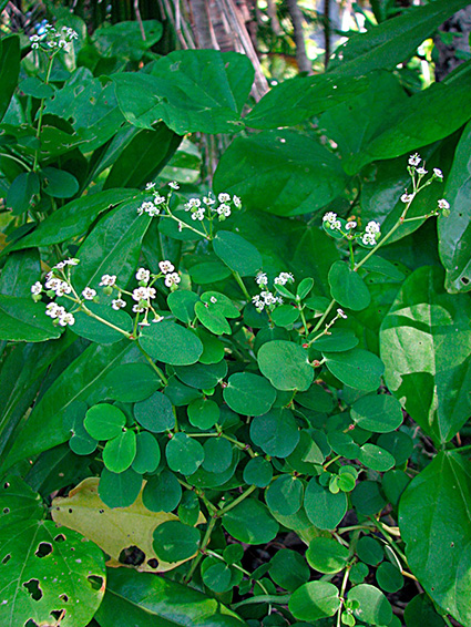 Euphorbia fosbergii