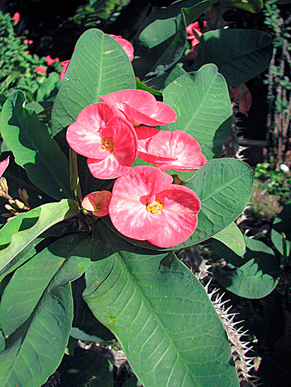 Euphorbia milii var. splendens