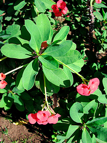 Euphorbia milii var. splendens