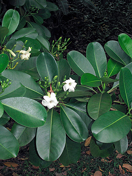 Fagraea berteroana