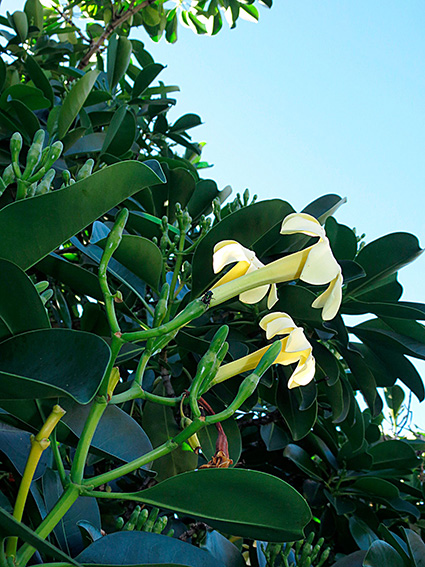 Fagraea berteroana