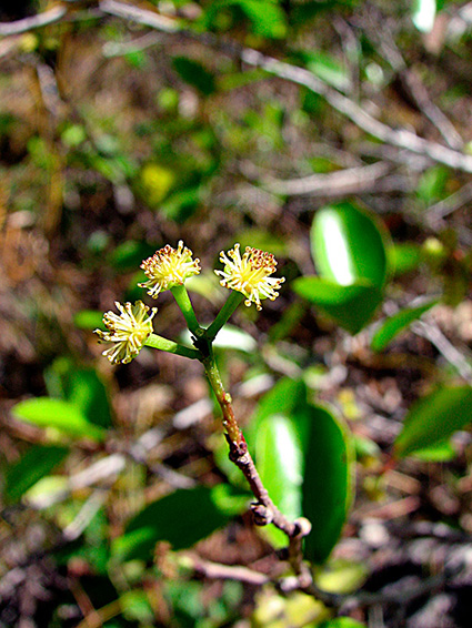 Flacourtia spp.