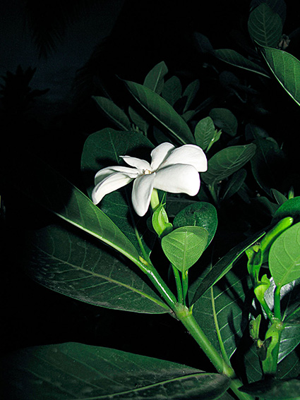 Gardenia taitensis