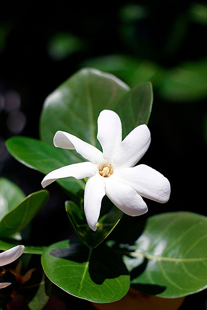 Gardenia taitensis