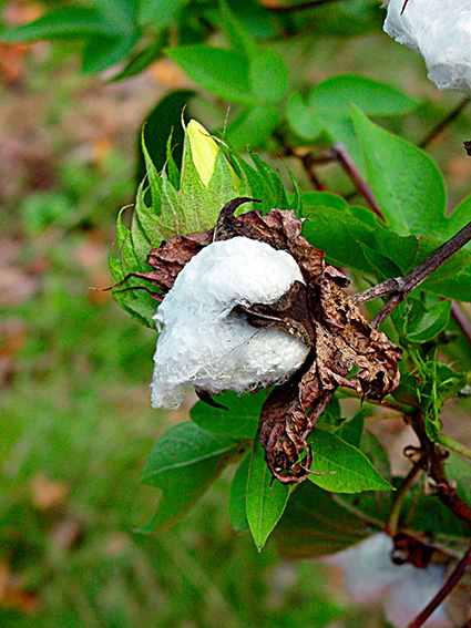 Gossypium barbadense