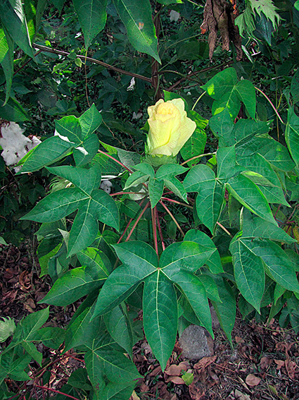 Gossypium barbadense