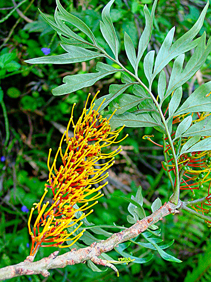 Grevillea robusta