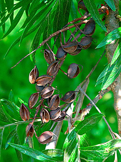 Grevillea robusta