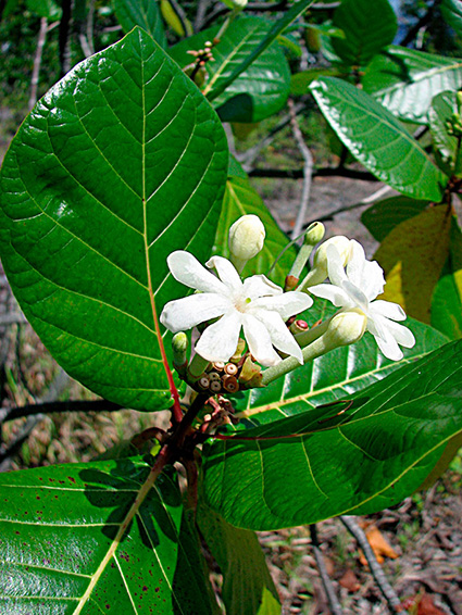 Guettarda speciosa