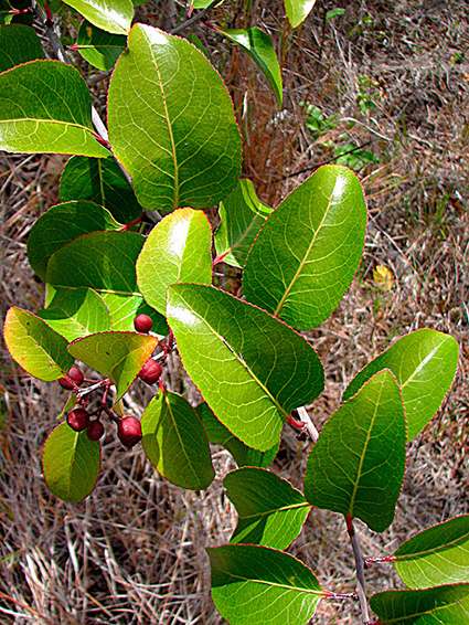 Gymnosporia crenata