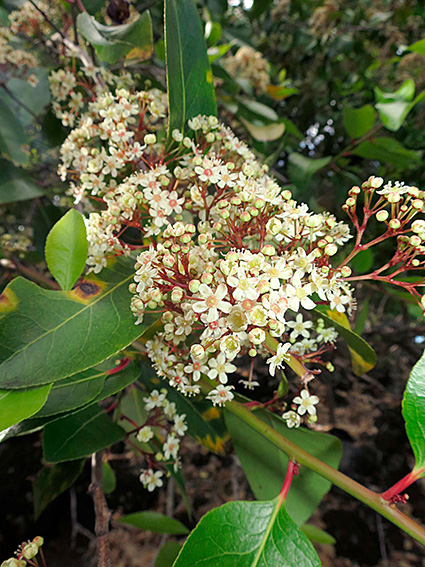 Gymnosporia crenata