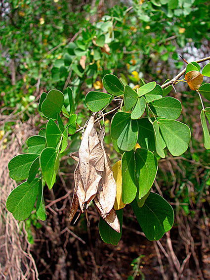 Haematoxylon campechianum