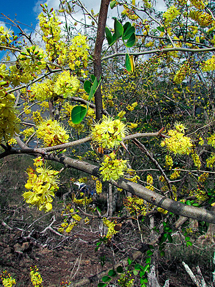 Haematoxylon campechianum