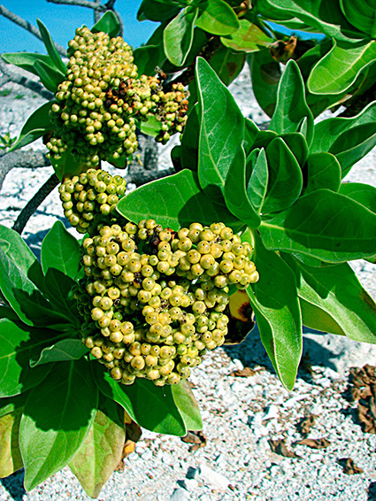 Heliotropium arboreum