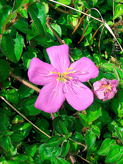 Heterotis rotundifolia