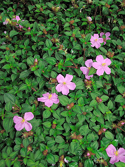 Heterotis rotundifolia