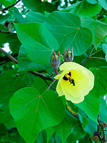 Hibiscus tiliaceus subsp. tiliaceus