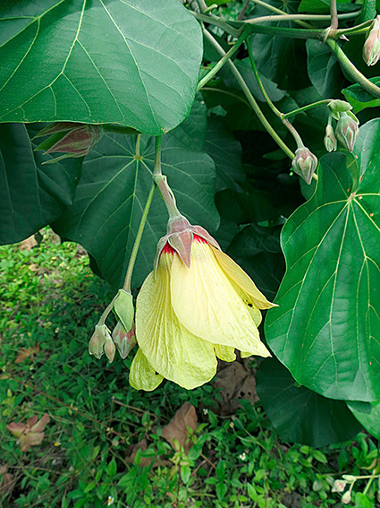 Hibiscus tiliaceus subsp. tiliaceus