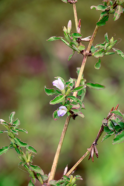 Hygrophila erecta