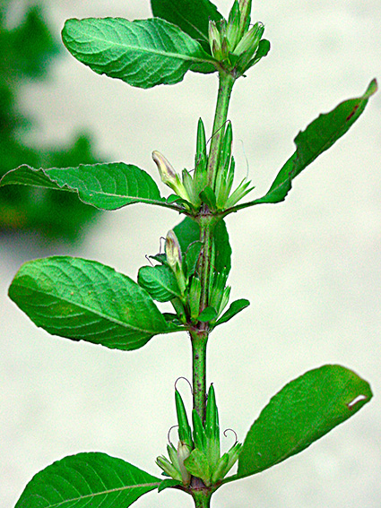 Hygrophila erecta