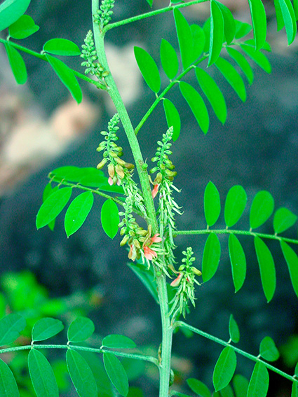 Indigofera suffruticosa