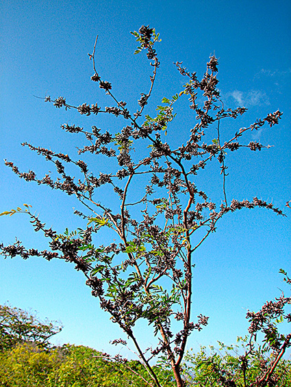 Indigofera suffruticosa