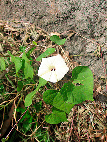 Ipomoea obscura