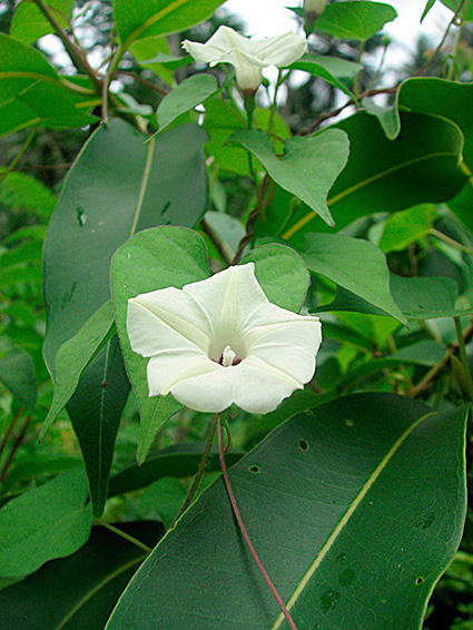 Ipomoea obscura