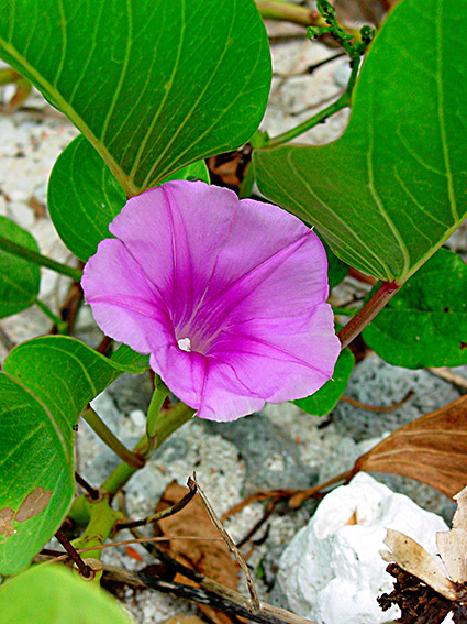 Ipomoea pes-caprae subsp. brasiliensis