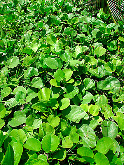 Ipomoea pes-caprae subsp. brasiliensis