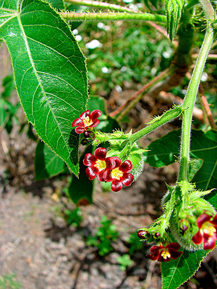 Jatropha gossypifolia