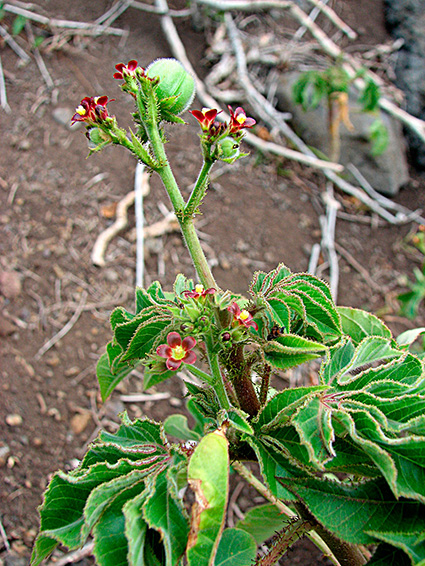 Jatropha gossypifolia
