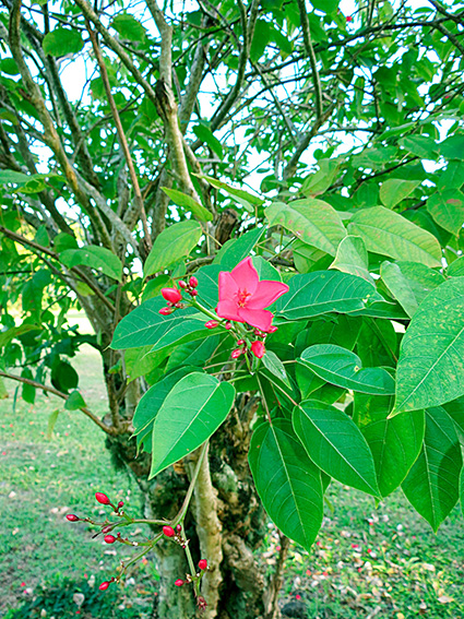 Jatropha integerrima