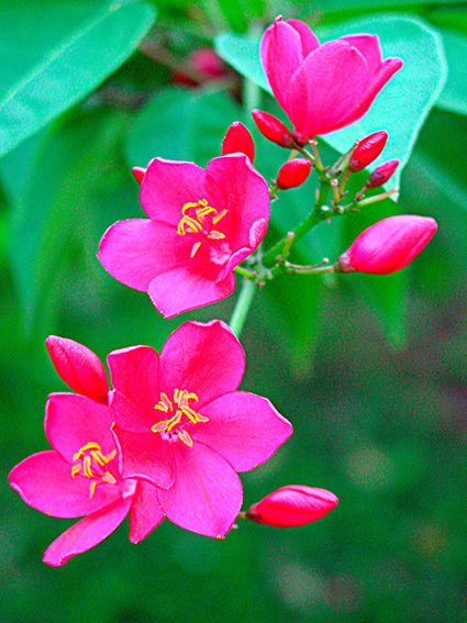 Jatropha integerrima