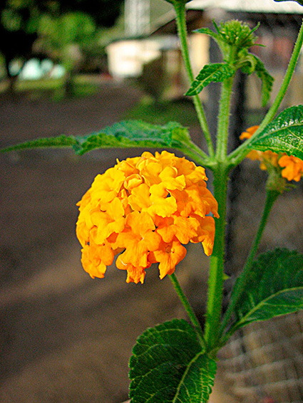 Lantana camara