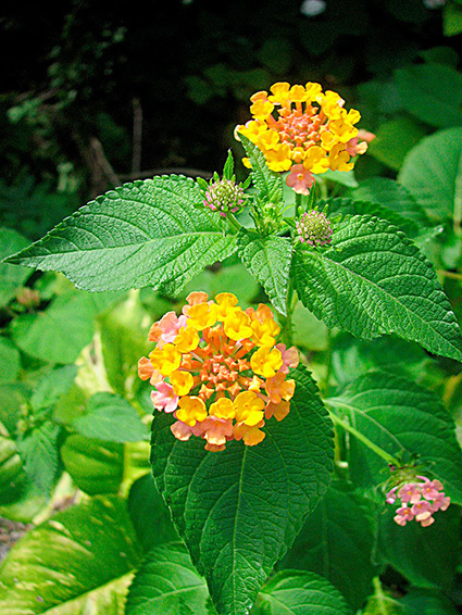 Lantana camara