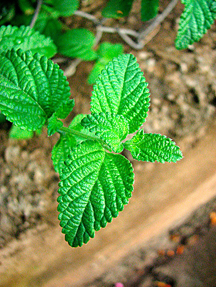 Lantana montevidensis