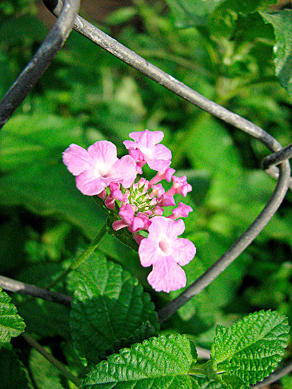 Lantana montevidensis