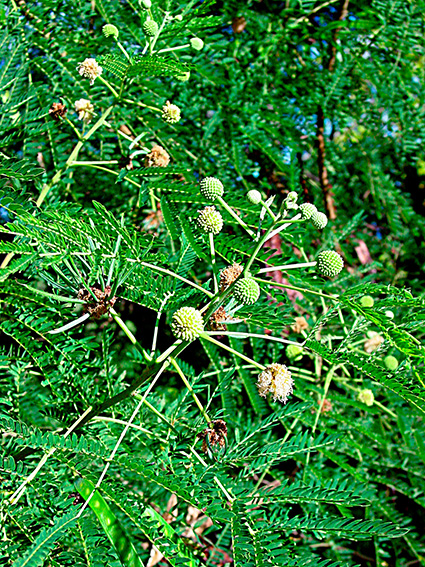 Leucaena leucocephala