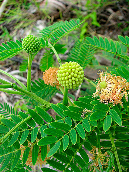 Leucaena leucocephala