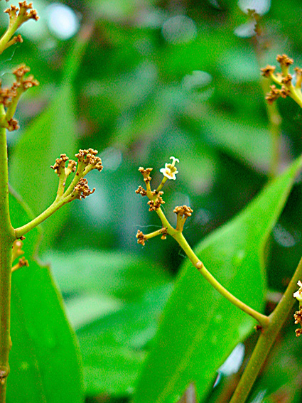 Litchi chinensis